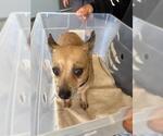 Small Chihuahua