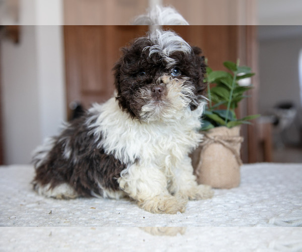 Medium Photo #1 ShihPoo Puppy For Sale in BERNE, IN, USA
