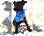 Small #2 Labrador Retriever Mix