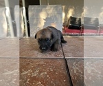 Small Photo #6 Malinois Puppy For Sale in LANCASTER, CA, USA