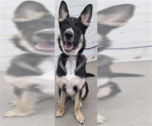 Medium Photo #1 German Shepherd Dog-Unknown Mix Puppy For Sale in San Bernardino, CA, USA