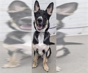 German Shepherd Dog-Unknown Mix Dogs for adoption in San Bernardino, CA, USA