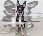 Small German Shepherd Dog Mix
