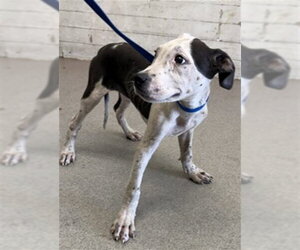 Mutt Dogs for adoption in San Bernardino, CA, USA