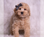 Small Photo #73 Maltipoo (Miniature) Puppy For Sale in WARSAW, IN, USA