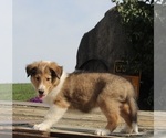 Small #1 Collie