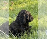 Puppy Lulu Cocker Spaniel-Sheepadoodle Mix