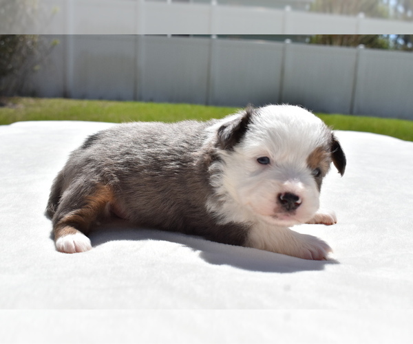 Medium Photo #6 Miniature Australian Shepherd Puppy For Sale in PALM COAST, FL, USA