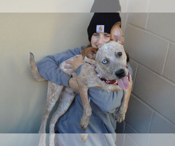 Medium Photo #3 Mutt Puppy For Sale in McKinney, TX, USA