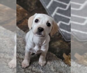 Mutt Dogs for adoption in New London, WI, USA