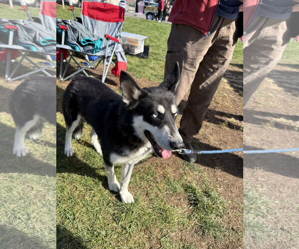 Medium Photo #5 Siberian Husky Puppy For Sale in Cedar Crest, NM, USA