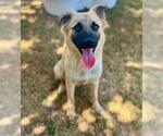 Small #1 Mutt