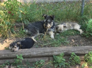 Father of the Schnauzer (Miniature) puppies born on 04/15/2017