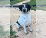 Small #4 Mutt