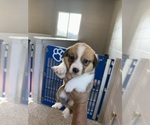 Puppy Female Puppy 2 Pembroke Welsh Corgi