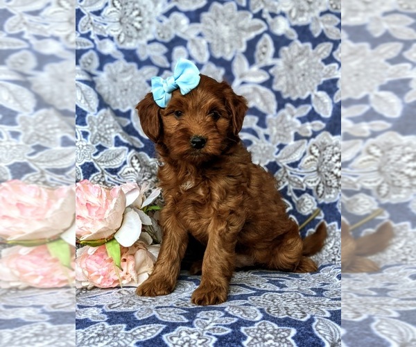 Medium Photo #2 Goldendoodle-Poodle (Miniature) Mix Puppy For Sale in LINCOLN UNIVERSITY, PA, USA
