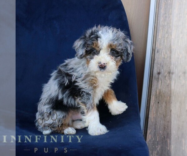 Medium Photo #2 Bernedoodle (Miniature) Puppy For Sale in NARVON, PA, USA