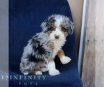 Small #1 Bernedoodle (Miniature)