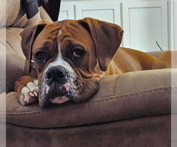 Medium Photo #2 Boxer Puppy For Sale in Austin, TX, USA