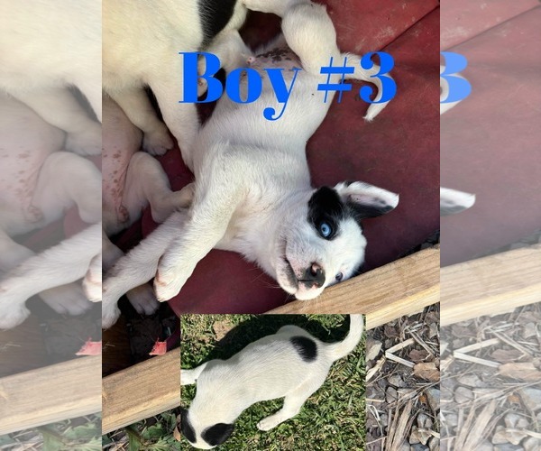 Medium Photo #2 Australian Shepherd-Unknown Mix Puppy For Sale in Columbus, IN, USA