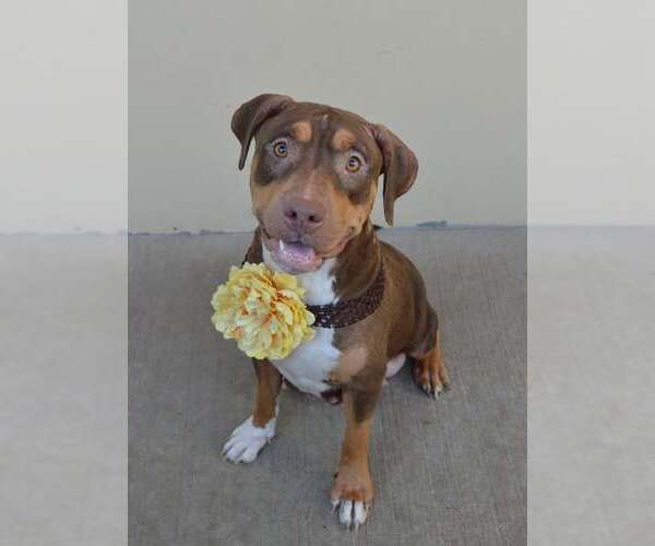 Medium Photo #1 Mutt Puppy For Sale in McKinney, TX, USA