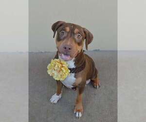 Mutt Dogs for adoption in McKinney, TX, USA