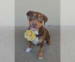 Small Mutt