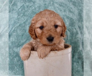 Golden Retriever-Poodle (Toy) Mix Puppy for sale in DU QUOIN, IL, USA