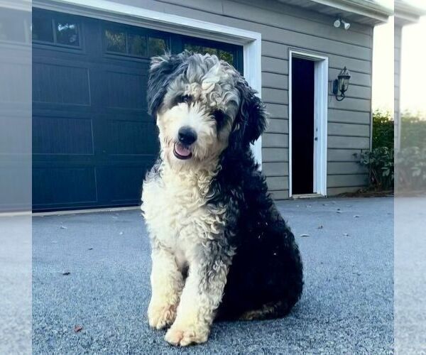 Medium Photo #1 Bernedoodle (Miniature) Puppy For Sale in LANCASTER, PA, USA