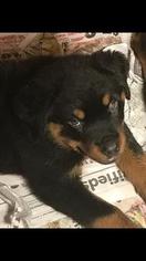 Rottweiler Puppy for sale in HERSHEY, PA, USA