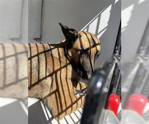 German Shepherd Dog Dogs for adoption in Houston, TX, USA