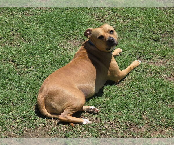 Medium Photo #9 American Pit Bull Terrier-Unknown Mix Puppy For Sale in OKLAHOMA CITY, OK, USA