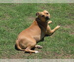 Small #8 American Pit Bull Terrier Mix