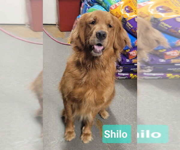 Medium Photo #2 Golden Retriever Puppy For Sale in Richmond, IN, USA