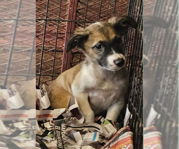 Medium Photo #2 Mutt Puppy For Sale in Virginia Beach, VA, USA
