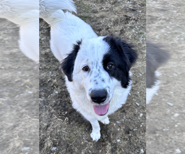 Medium Photo #5 Great Pyrenees Puppy For Sale in Thomasville, NC, USA