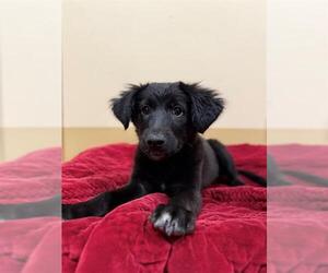 Mutt Dogs for adoption in Chula Vista, CA, USA