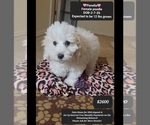 Small #1 Poodle (Miniature)