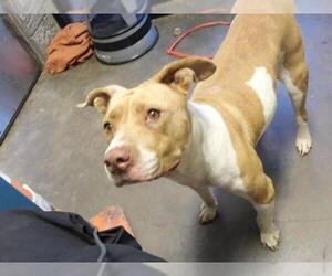 Mutt Dogs for adoption in Tulsa, OK, USA