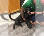 Small #3 Labrador Retriever Mix