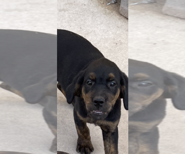 Medium Photo #7 Cane Corso Puppy For Sale in ALBUQUERQUE, NM, USA