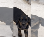 Small Photo #7 Cane Corso Puppy For Sale in ALBUQUERQUE, NM, USA