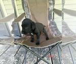Small Labrador Retriever Mix