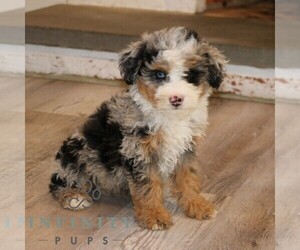 Bernedoodle (Miniature) Puppy for sale in NARVON, PA, USA