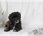 Puppy Vincent Maltipoo