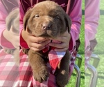 Small Photo #3 Labrador Retriever Puppy For Sale in STOCKTON, CA, USA