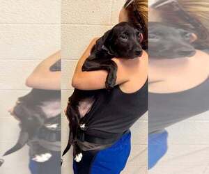 Mutt Dogs for adoption in Abbeville, LA, USA
