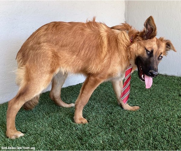 Medium Photo #6 Mutt Puppy For Sale in San Diego, CA, USA