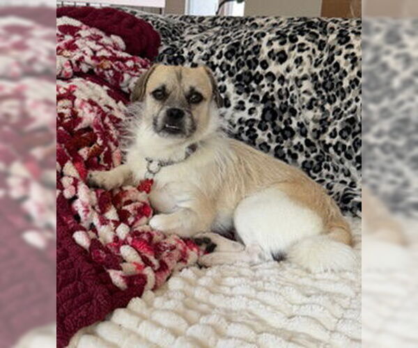 Medium Photo #3 Pug-Unknown Mix Puppy For Sale in San Diego, CA, USA