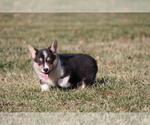 Small Photo #11 Pembroke Welsh Corgi Puppy For Sale in FORT MADISON, IA, USA